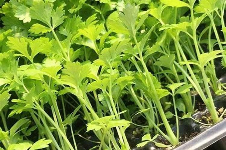 芹菜施肥方法