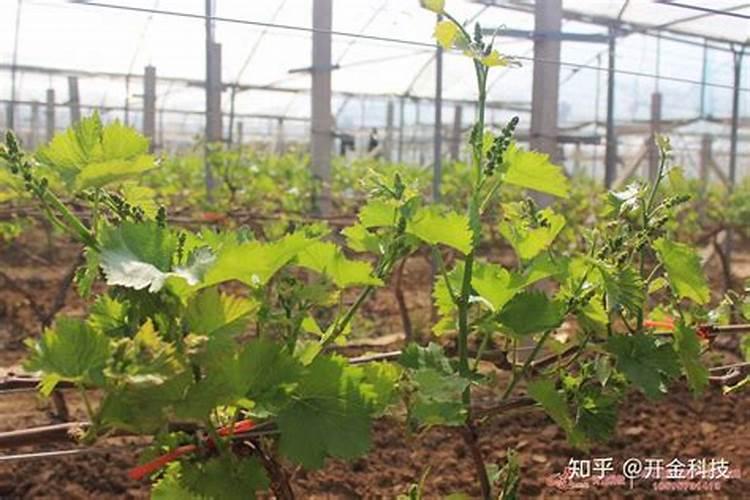 天竺葵施什么肥好,天竺葵怎么施肥？