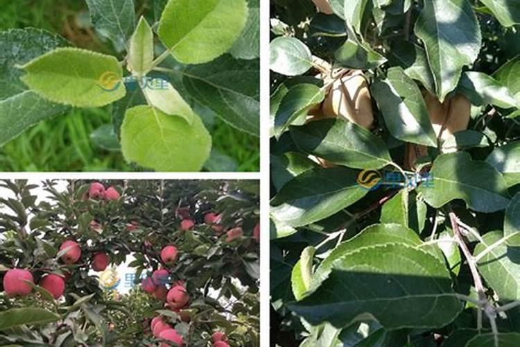 家庭天然硼肥有哪些