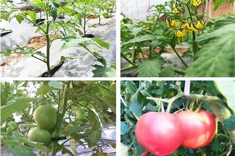 西红柿用什么叶面肥比较好