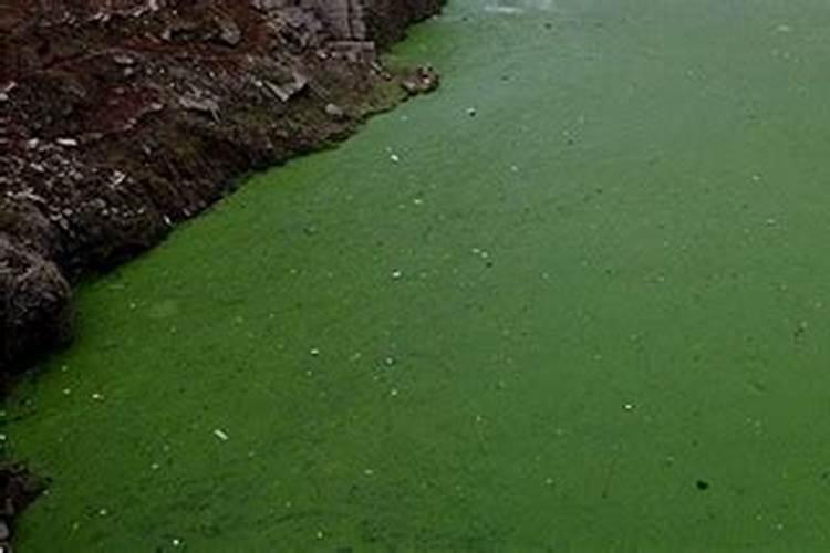 水体为什么富营养化