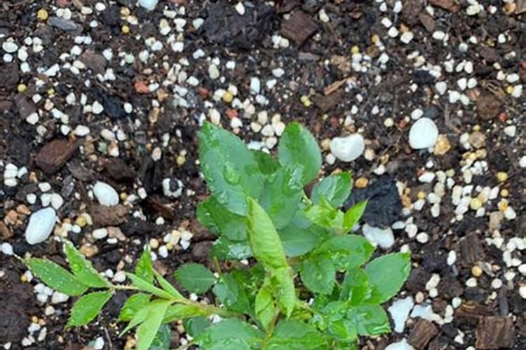 第一年栽烟种的是玉米地怎样用肥