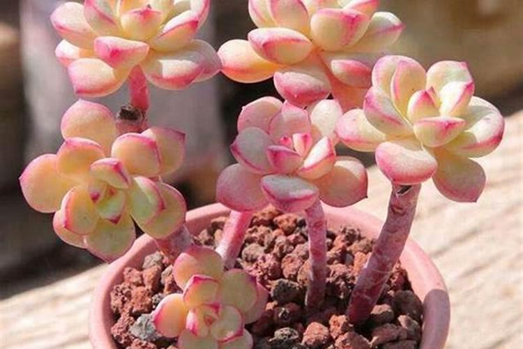 什么肥料可以催芽苗