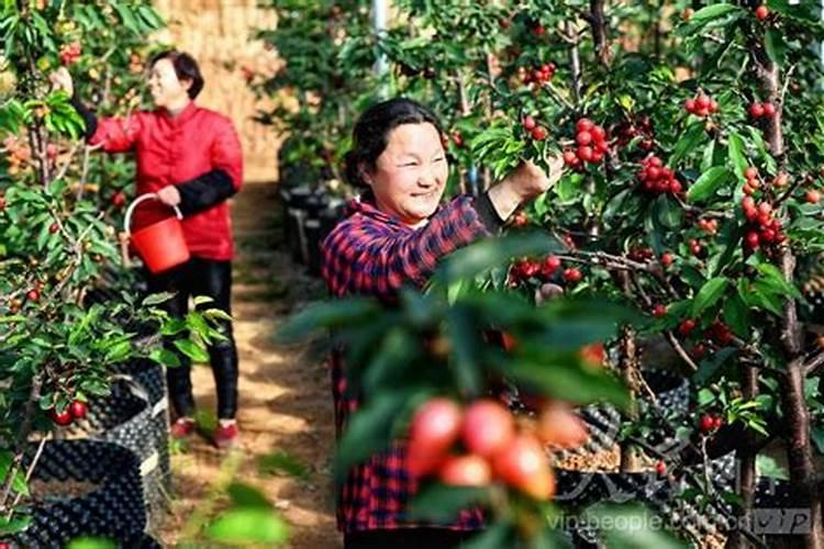 河南洛阳特产:洛阳樱桃