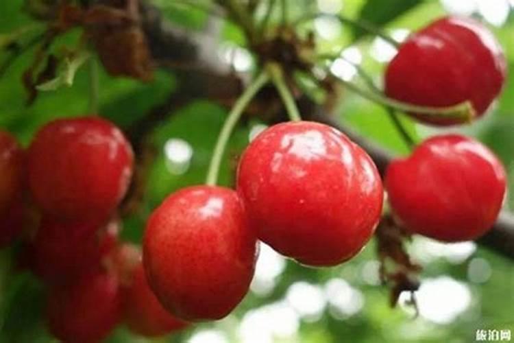 河南洛阳特产:洛阳樱桃
