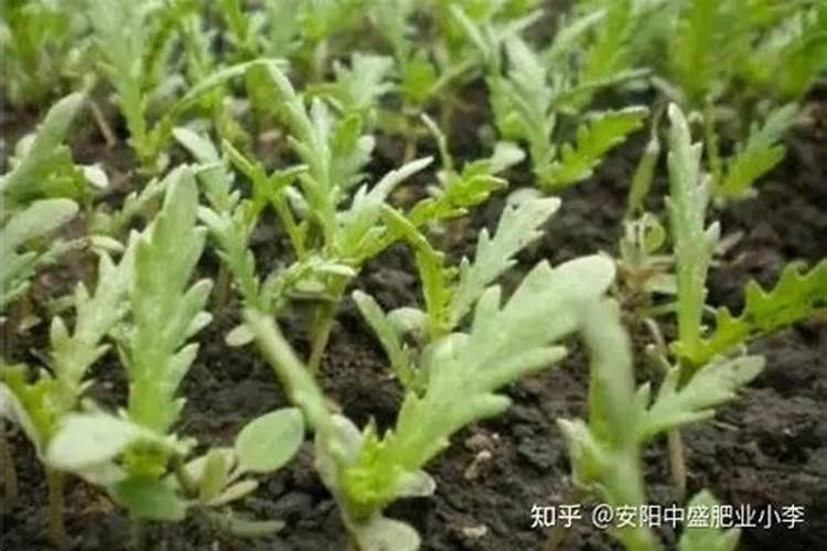 茼蒿什么时候施肥