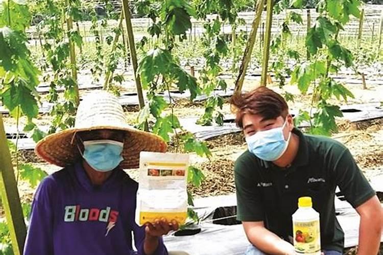 玉米吐穗期打啥叶面肥好