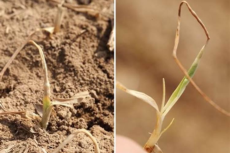 种植小麦在遇到冻害后,还可以补救吗？