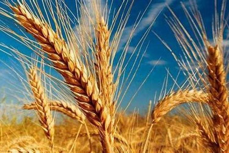 小麦受冻严重怎么补救