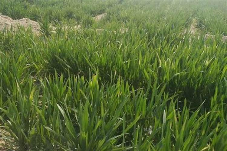 小麦受冻严重怎么补救