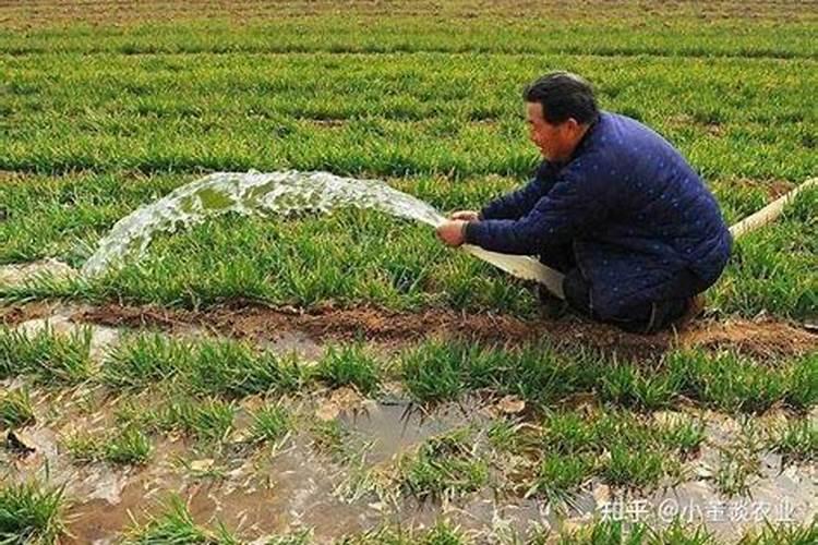 小麦冻害后的补救措施