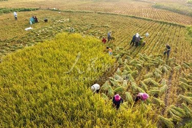 水稻分蘖期喷什么叶面肥好