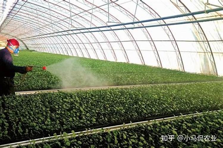 乳酸菌在农业上有什么作用？