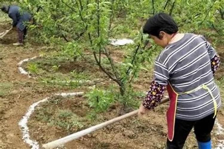 柳树条泡水当生根水泡几个小时