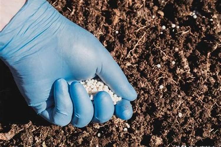 柳枝做生根水的正确方法