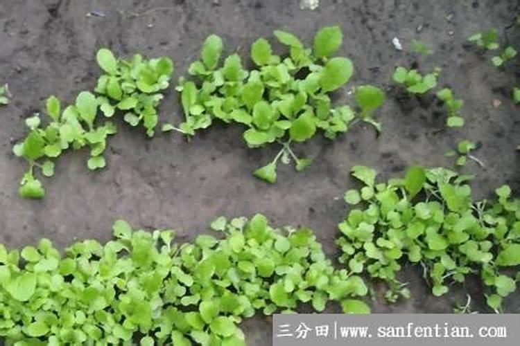 白菜喷什么叶面肥长得快