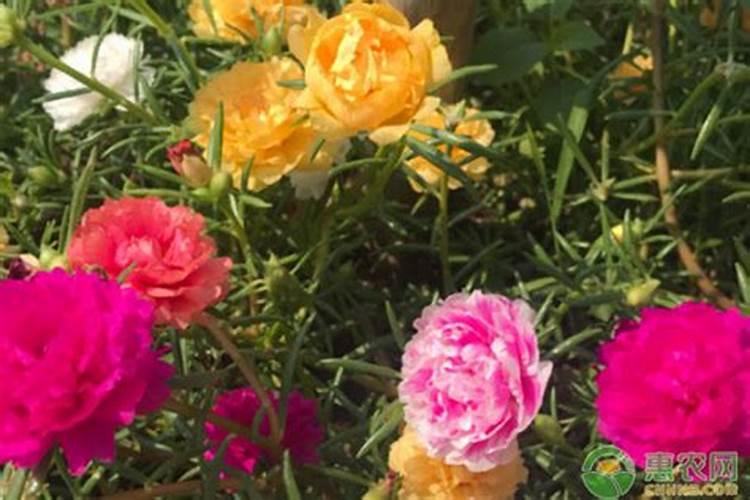 芙蓉花浇什么肥最好