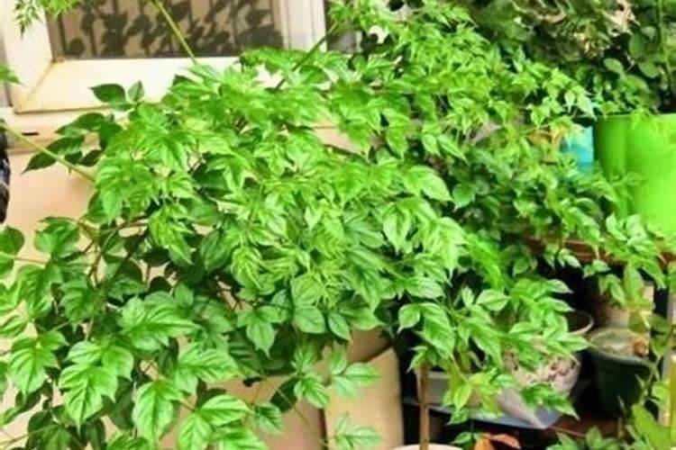 法师浇什么肥料