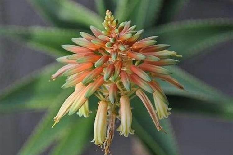 柑橘结果期上什么肥料好？柑橘挂果期用哪些肥料好？