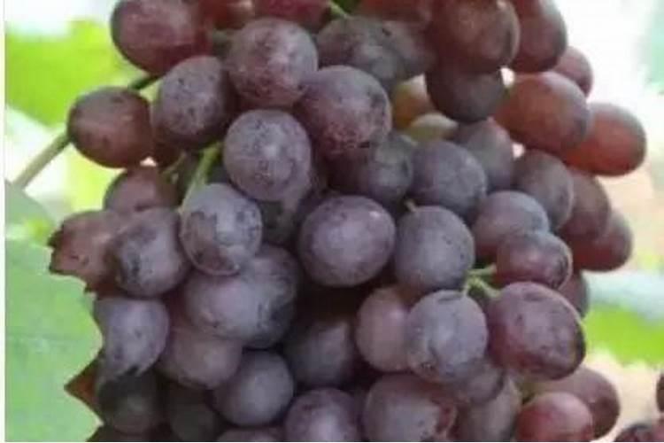 水溶肥价格都不一样,效果一样吗？