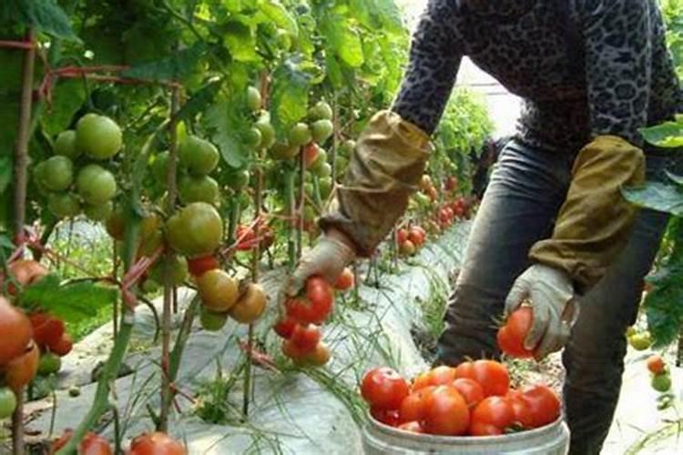 花生钙肥,硼肥,钼肥可以混合叶面喷施吗？