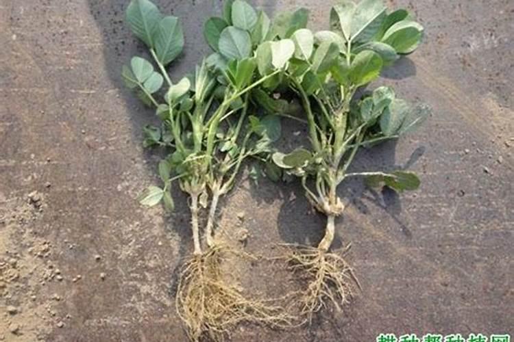 花生药肥什么时候撒好