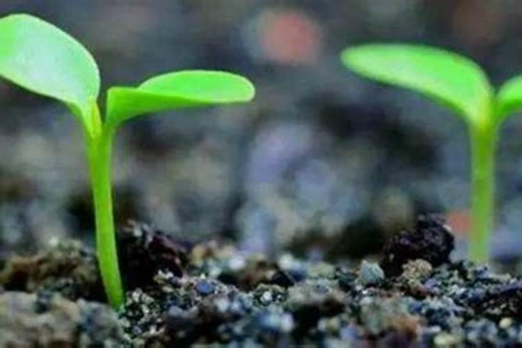 有哪些花能用氮肥