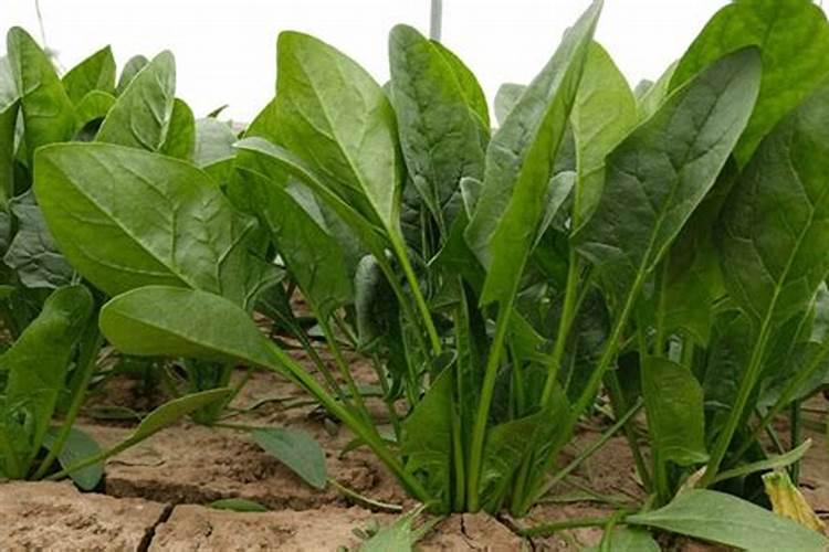 在种植菠菜时,肥料要怎么投放？