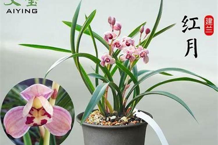 鱼蛋白放多了会烧根吗