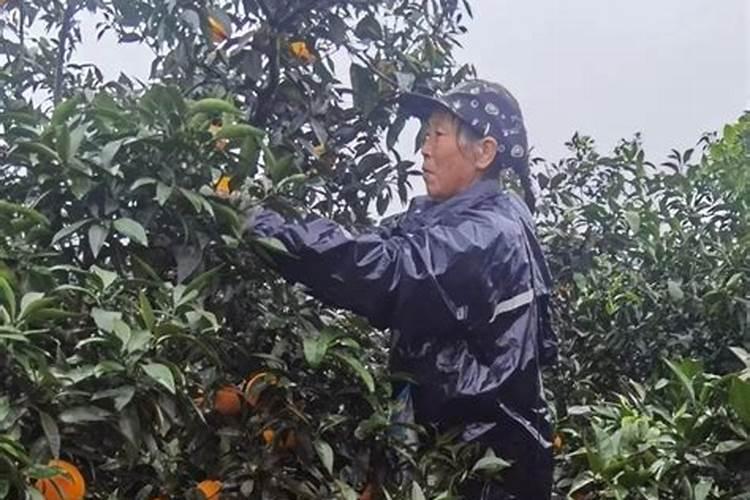 人尿浇菜最佳方法、人尿要发酵几天才浇菜好吗