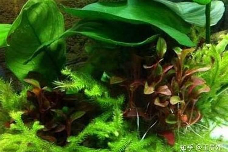 柚子用什么肥料最好？蜜柚施什么肥比较好？