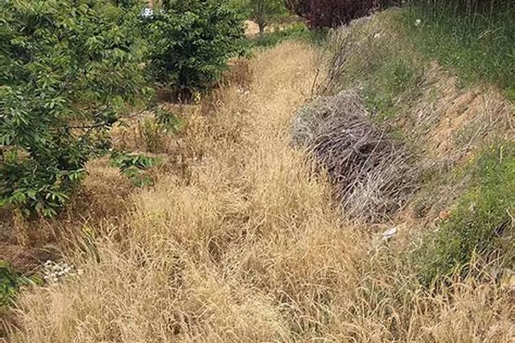 草甘膦能不能在桃树地中使用？