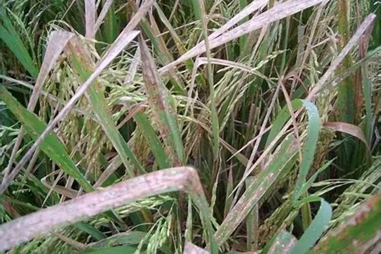 草甘膦除草剂对桃树有害吗