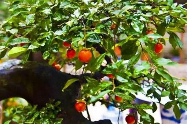 金弹子发芽后如何管理