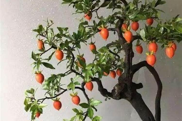 金弹子发芽后如何管理