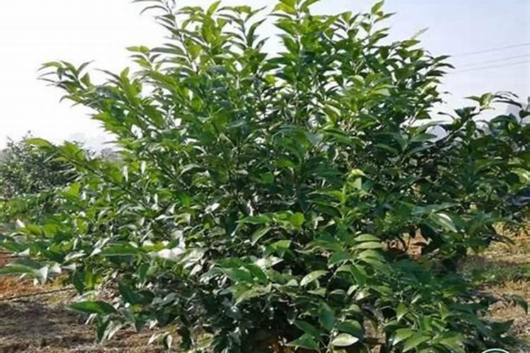 磷肥对果树的作用是什么 能够促进花芽分化