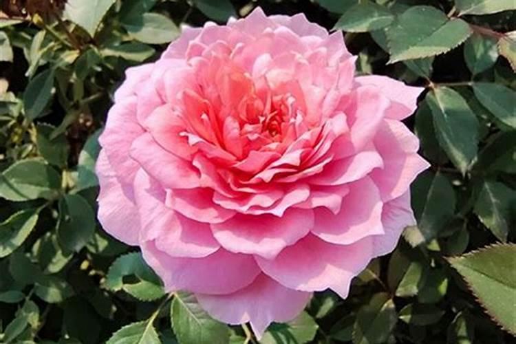 国内10大水溶肥品牌有哪些