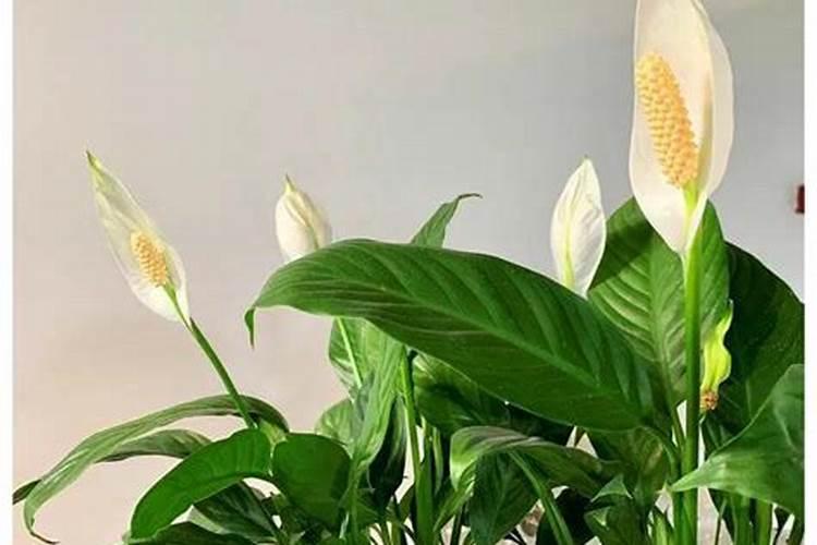 各种苗木营养缺失有哪些症状？