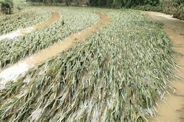 下雨天可以施肥吗 下雨天可以给农作物施肥吗