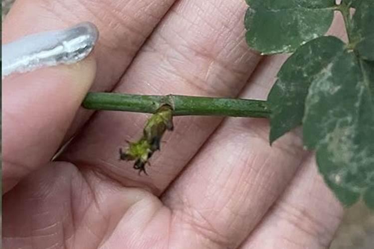 硼在种黄瓜时怎样使用？