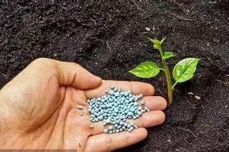 桃树管理的果实膨大期