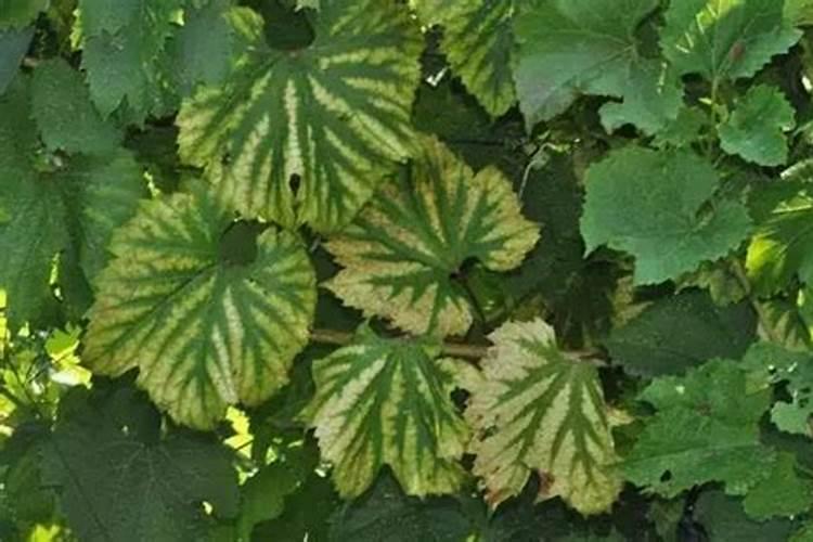 桃树第一代食心虫在六月几号防治好用那几药效果好