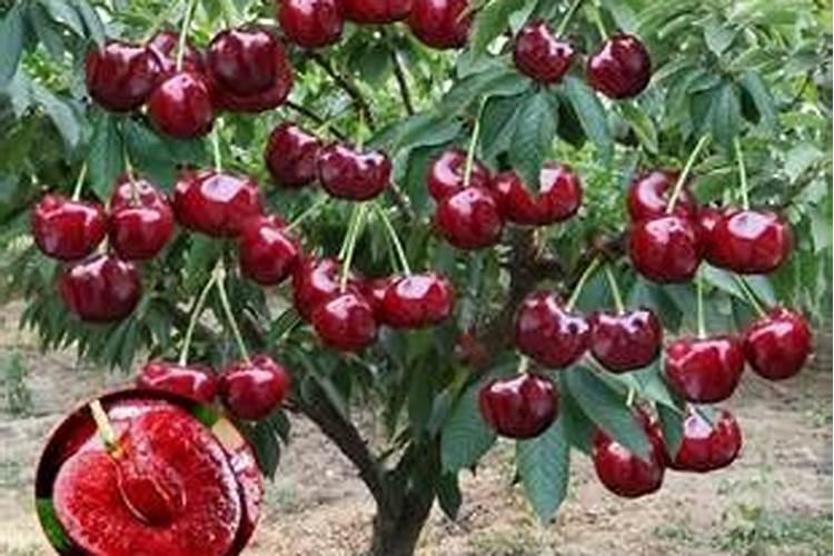 盆栽车厘子施什么肥最好