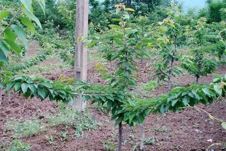 车厘子的种植方法有哪些？