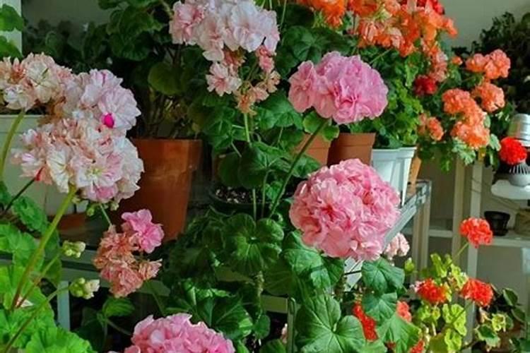 天竺葵施什么肥料好