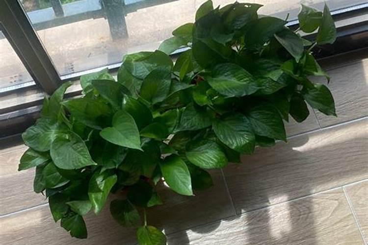 氮肥。磷肥 钾肥的作用