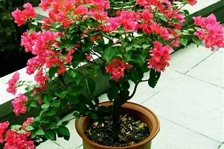 三角梅开花期间怎么施肥,施什么肥