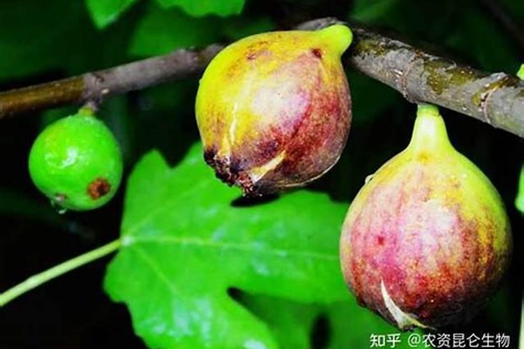 八角树施什么肥料挂果多