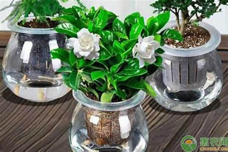 栀子花叶子发黑像烧焦一样,栀子花的日常养护该注意哪些问题