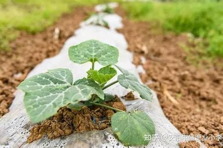 水肥管理是农业生产重要步骤,南瓜种植该怎么进行水肥管理？